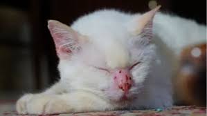 Phân Tích Các Loại Bệnh Ngoài Da Của Mèo: Nguyên Nhân, Triệu Chứng Và Cách Điều Trị
