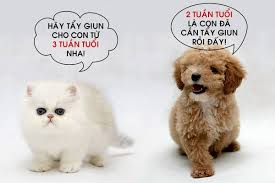 Vì Sao Cần Tẩy Giun Định Kỳ Cho Chó Mèo? Tầm Quan Trọng, Lợi Ích Và Cách Thực Hiện