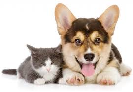 Giải Mã Các Hành Vi Của Chó Mèo Khi Vui: Cách Thú Cưng Thể Hiện Hạnh Phúc Với Bạn
