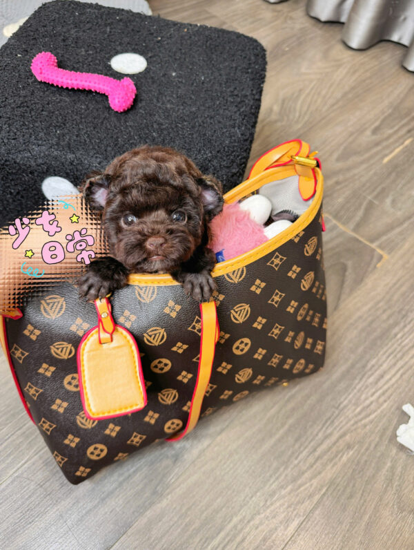  Chó Poodle Tai Gấu Màu Socola Cái Mã PD511