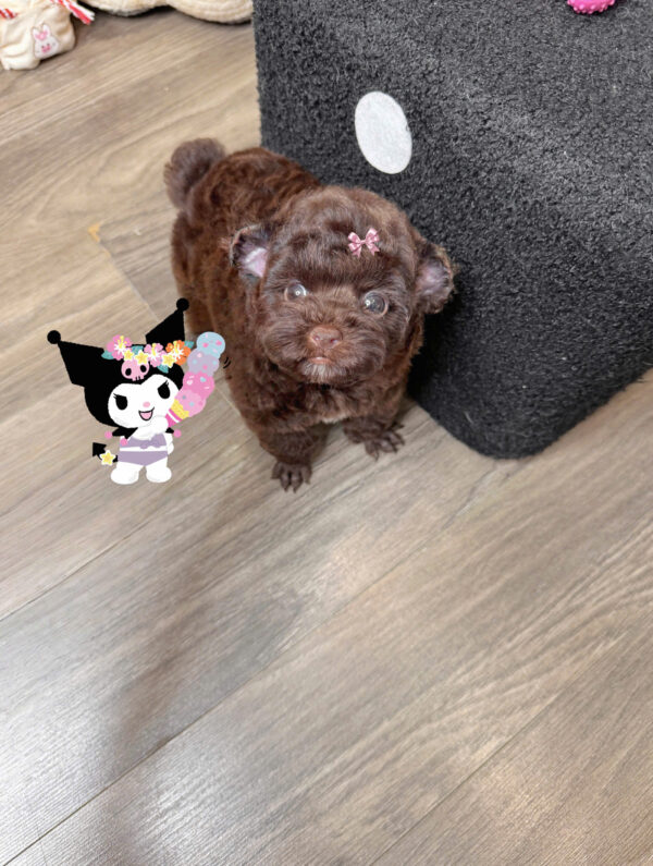  Chó Poodle Tai Gấu Màu Socola Cái Mã PD511