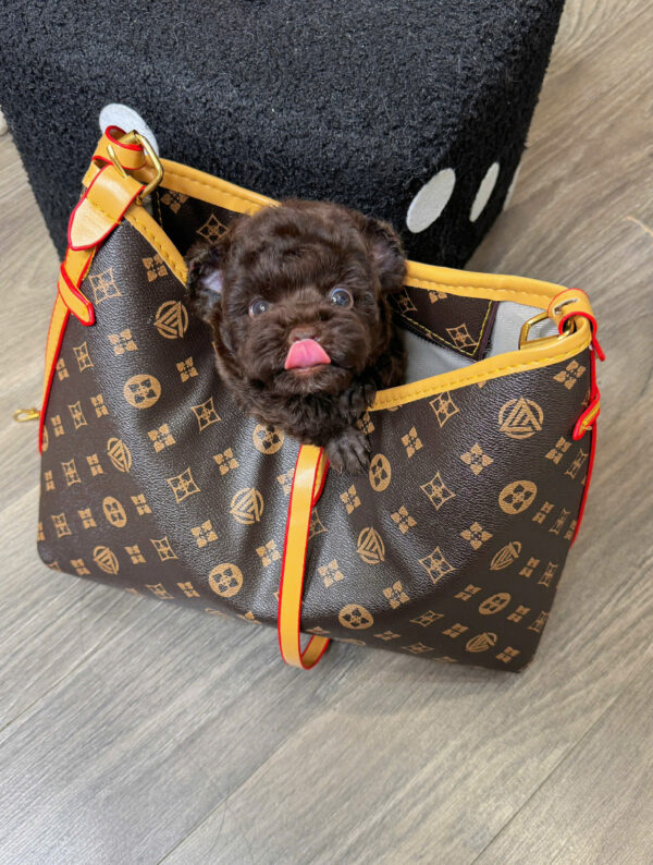  Chó Poodle Tai Gấu Màu Socola Cái Mã PD511