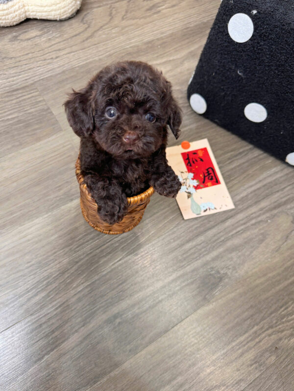  Chó Poodle Màu Nâu Socola Đực Mã PD512