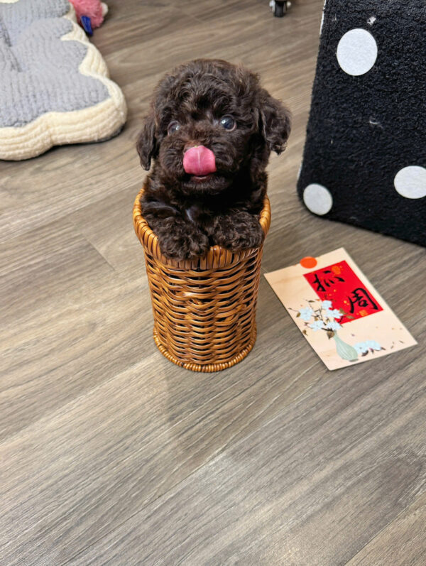  Chó Poodle Màu Nâu Socola Đực Mã PD512