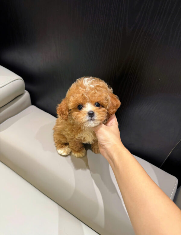  Chó Poodle Size Teacup Màu Bicolor Cái Mã PD513