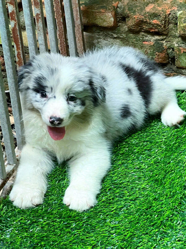 Chó Border Collie Màu Merler Siêu Hiếm Cái BL515