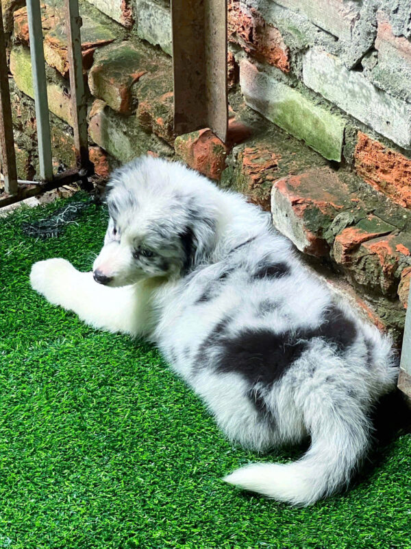 Chó Border Collie Màu Merler Siêu Hiếm Cái BL515