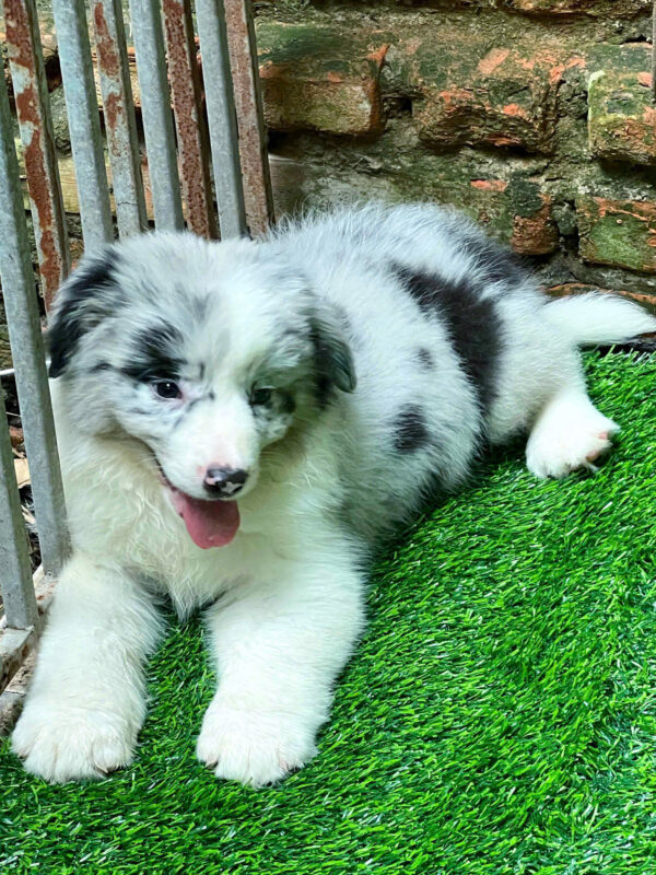 Chó Border Collie Màu Merler Siêu Hiếm Cái BL515
