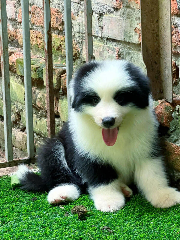 Chó Border Collie Màu Đen Trắng Đực BL516