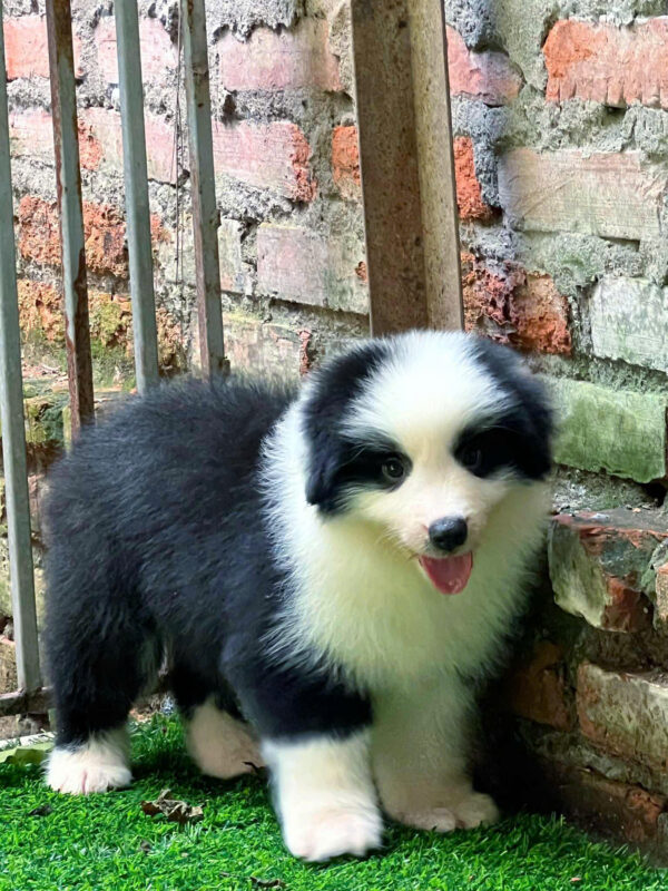 Chó Border Collie Màu Đen Trắng Đực BL516