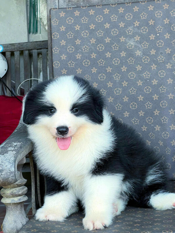 Chó Border Collie Màu Đen Trắng Đực BL516