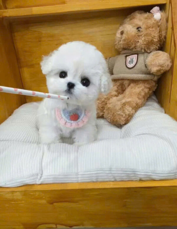 Chó Bichon Nhập Trung Quốc Màu Trắng Cái BC518