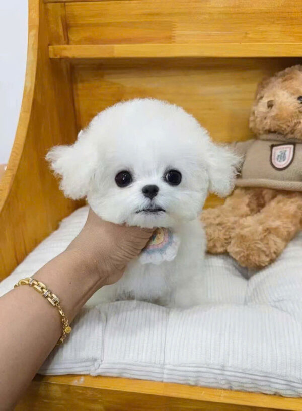 Chó Bichon Nhập Trung Quốc Màu Trắng Cái BC518