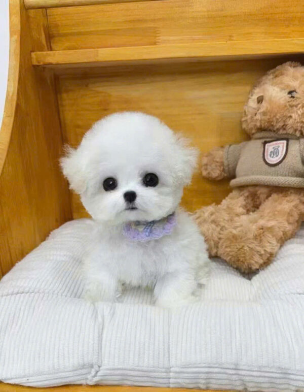 Chó Bichon Nhập Trung Quốc Màu Trắng Cái BC518