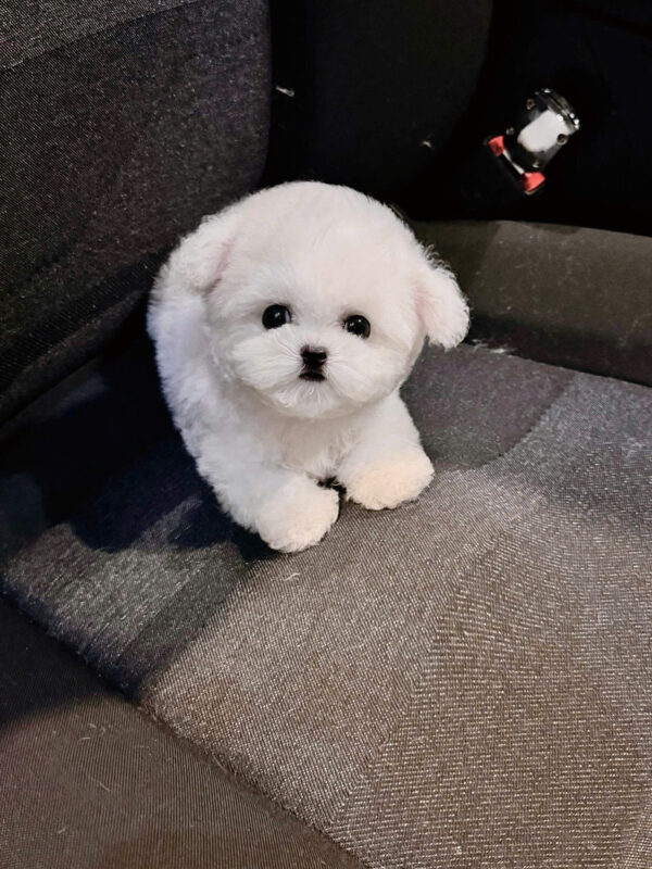Chó Bichon Nhập Trung Quốc Màu Trắng Đực BC519