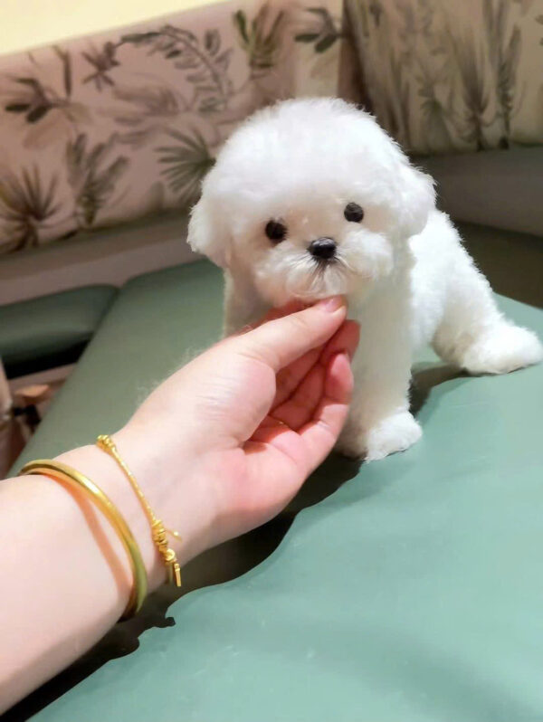 Chó Bichon Nhập Trung Quốc Màu Trắng Đực BC519