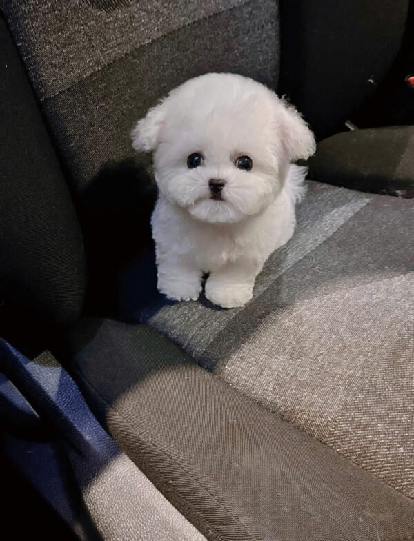 Chó Bichon Nhập Trung Quốc Màu Trắng Đực BC519