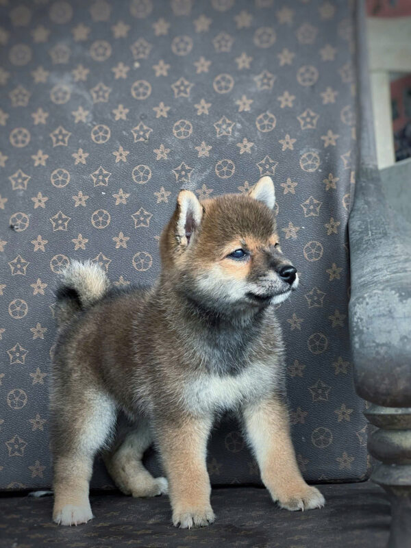 Chó Shiba Màu Sesame Đực Mã SB520