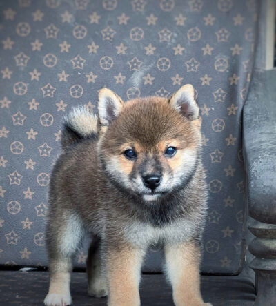 Chó Shiba Màu Sesame Đực Mã SB520