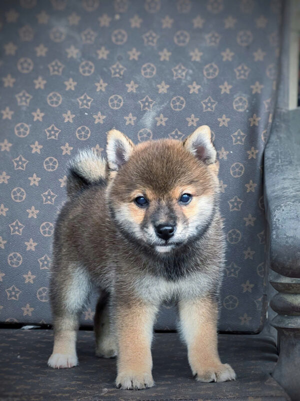 Chó Shiba Màu Sesame Đực Mã SB520