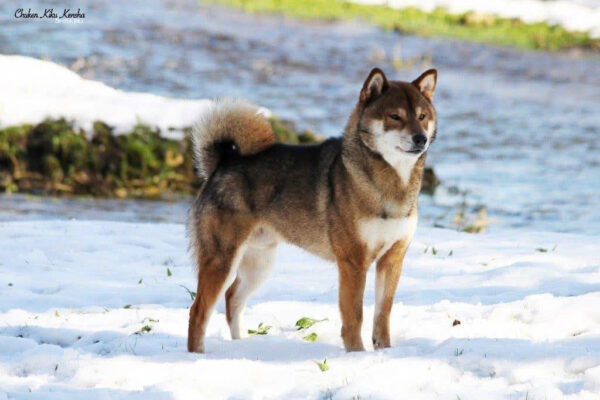 Chó Shiba Màu Sesame Đực Mã SB520