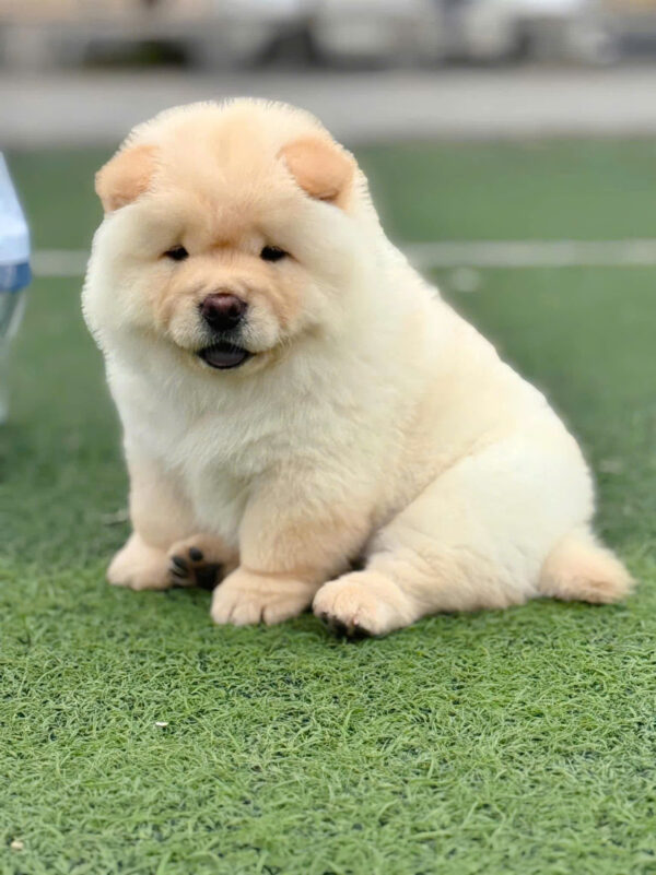 Chó Chow Chow Màu Vàng Kem Đực Mã CH522