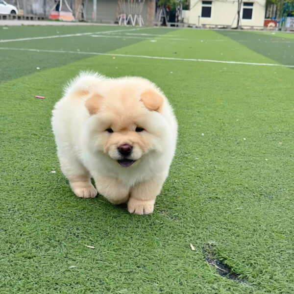 Chó Chow Chow Màu Vàng Kem Đực Mã CH522