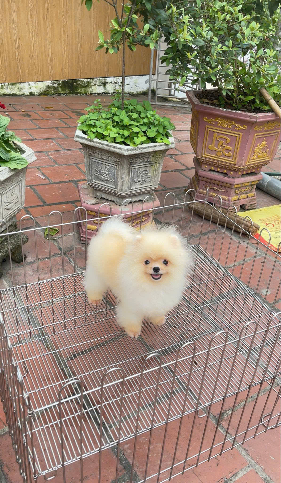 Chó Phốc Sóc Màu Vàng Chanh Đực Mã PS523 Chó Phốc Sóc Màu Vàng Chanh Đực Mã PS523