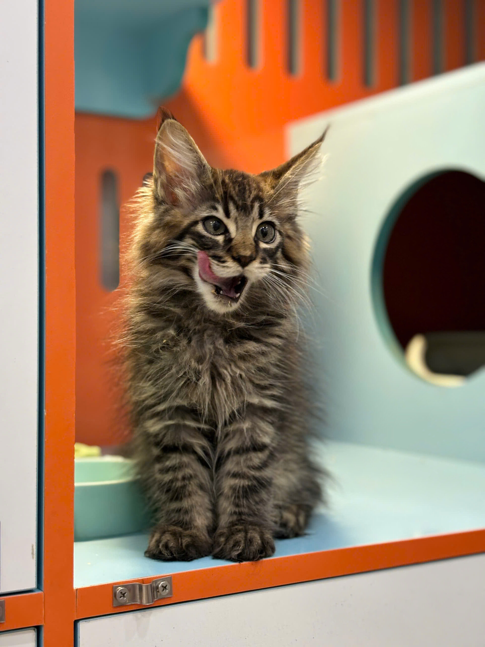 Mèo Maine Coon Màu Tabby Brown Đực Mã MC524 Mèo Maine Coon Màu Tabby Brown Đực Mã MC524