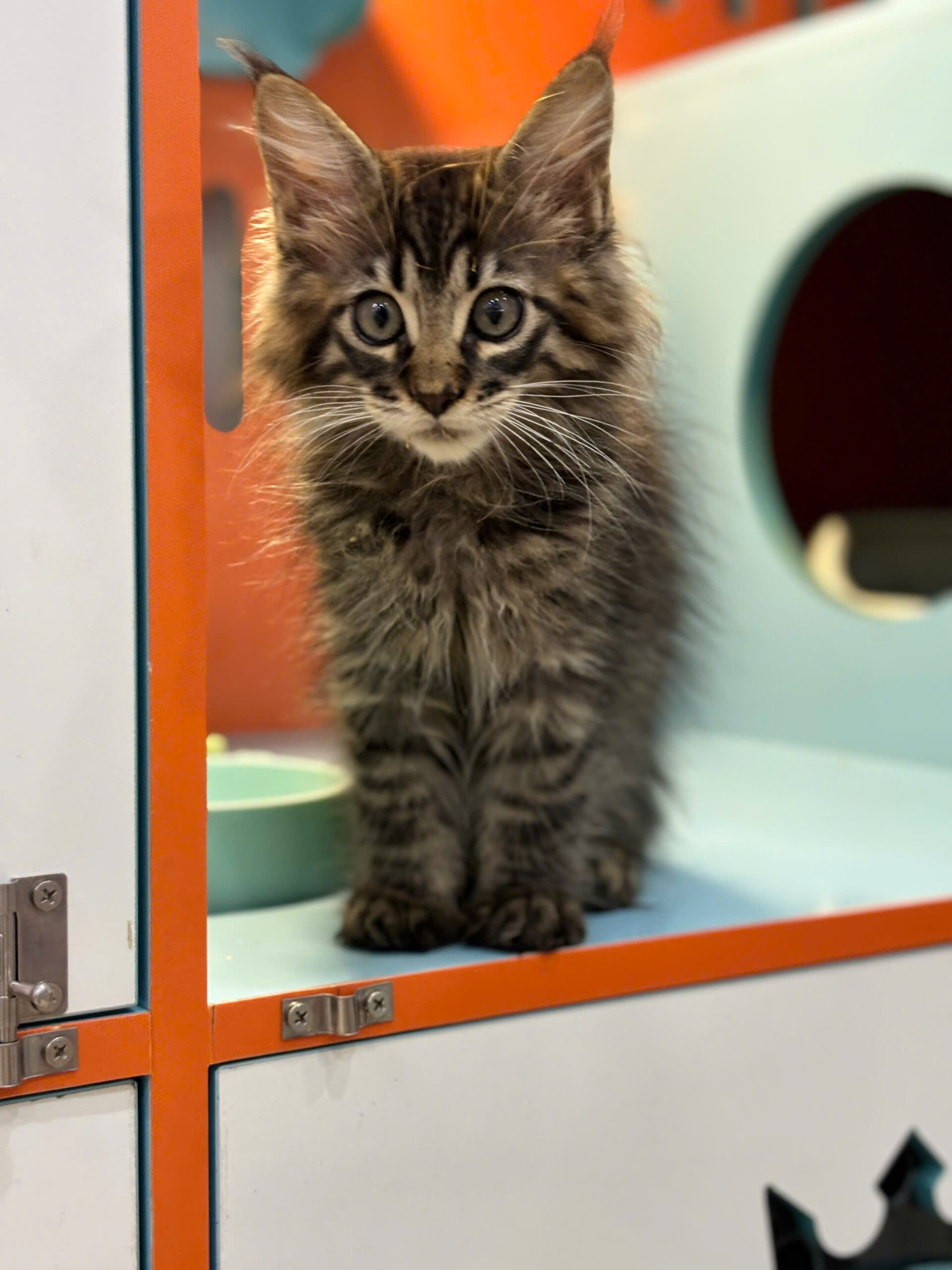 Mèo Maine Coon Màu Tabby Brown Đực Mã MC524 Mèo Maine Coon Màu Tabby Brown Đực Mã MC524