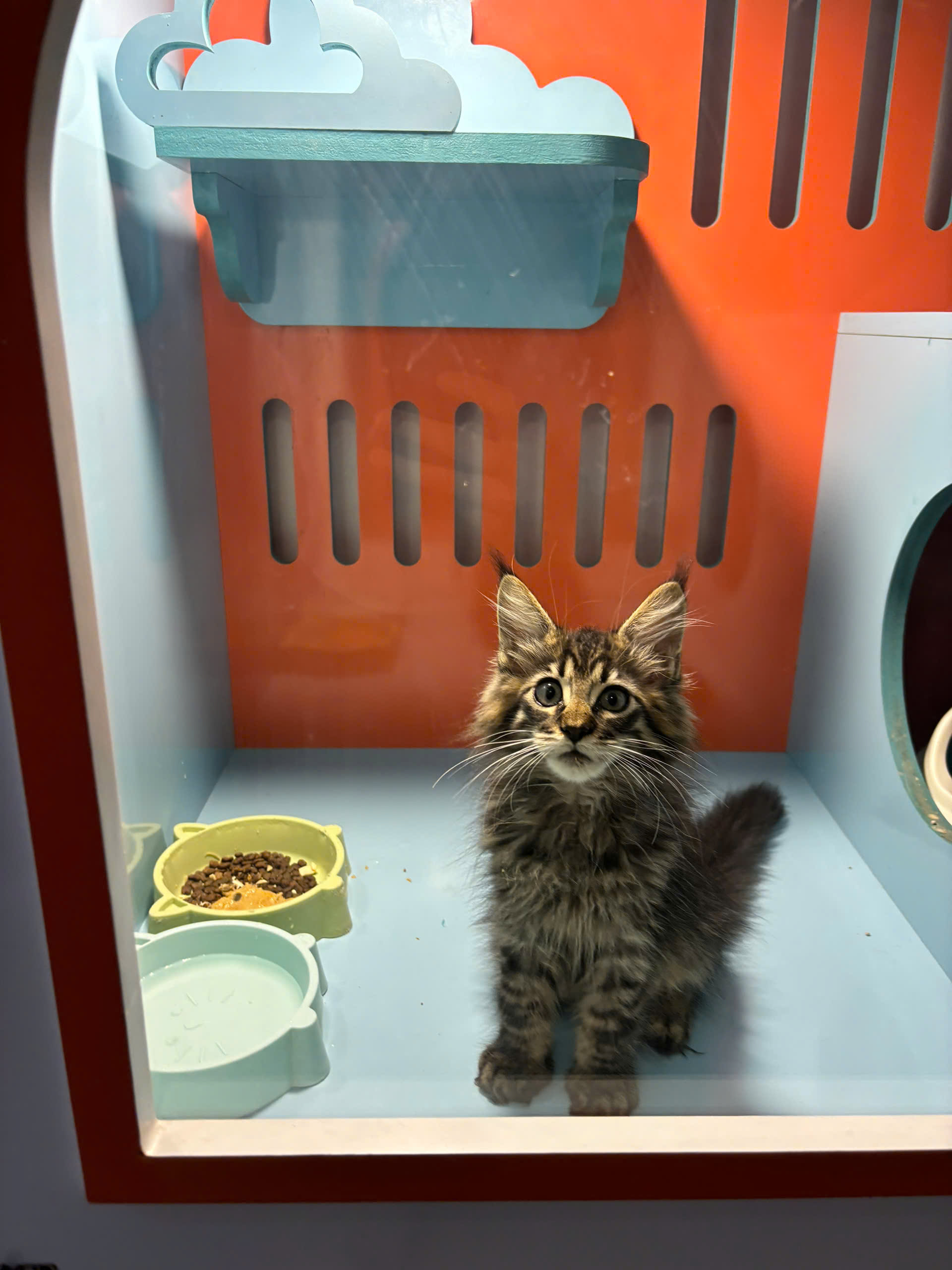 Mèo Maine Coon Màu Tabby Brown Đực Mã MC524 Mèo Maine Coon Màu Tabby Brown Đực Mã MC524