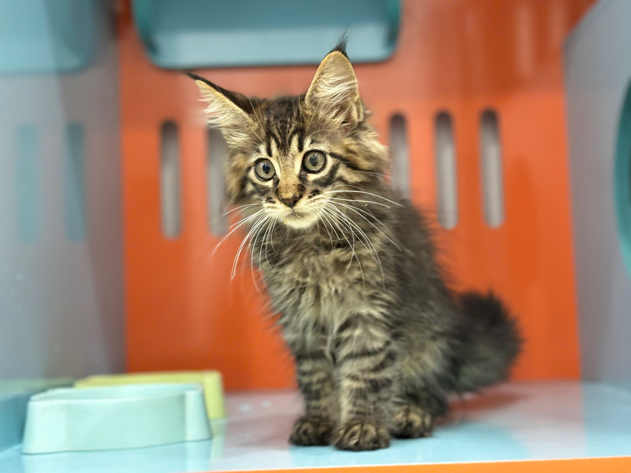 Mèo Maine Coon Màu Tabby Brown Đực Mã MC524 Mèo Maine Coon Màu Tabby Brown Đực Mã MC524